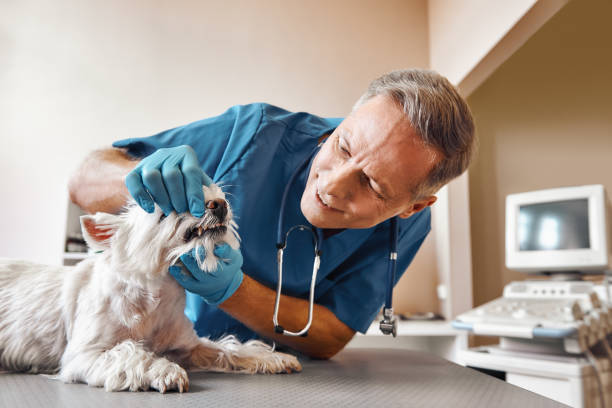 Best Tooth Infection Emergency Dentist  in Williamston, NC